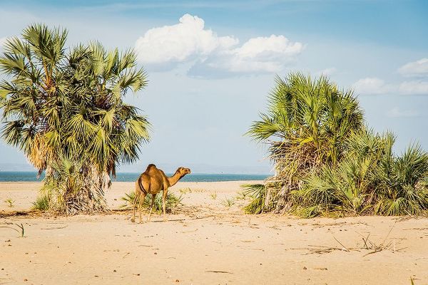 East Africa-Kenya Lake Turkana Basin-Lobolo Camp-beach scene with camels
